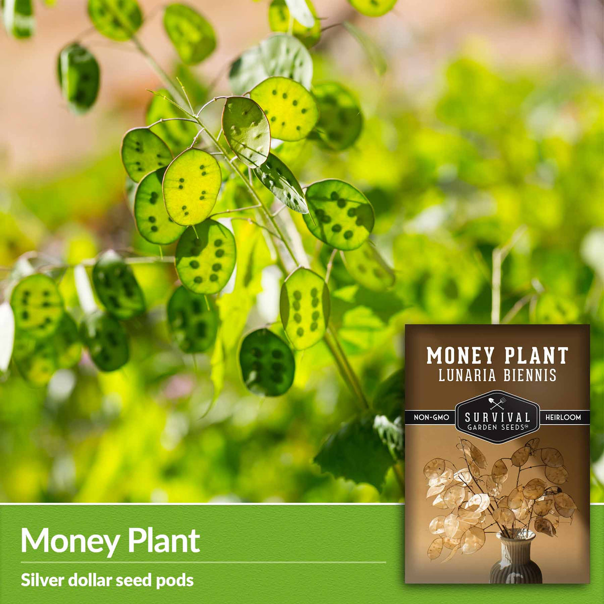 Money plant - silver dollar seed pods