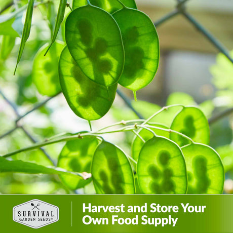 Harvest and store your own food supply