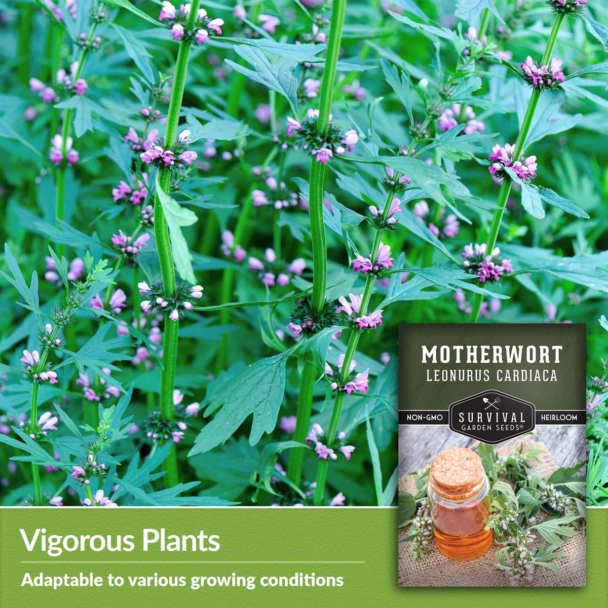 Vigorous plants