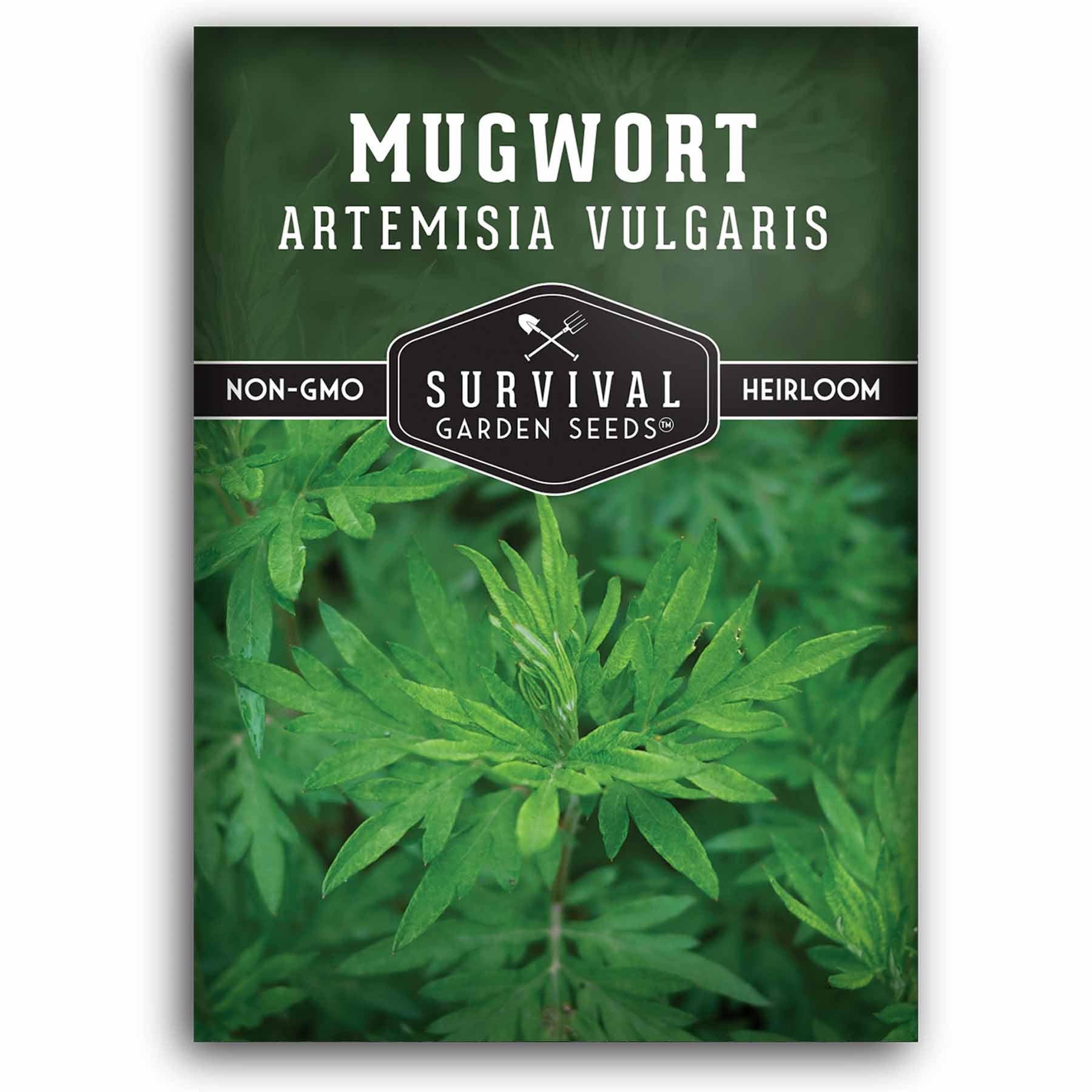 1 packet of Mugwort seeds