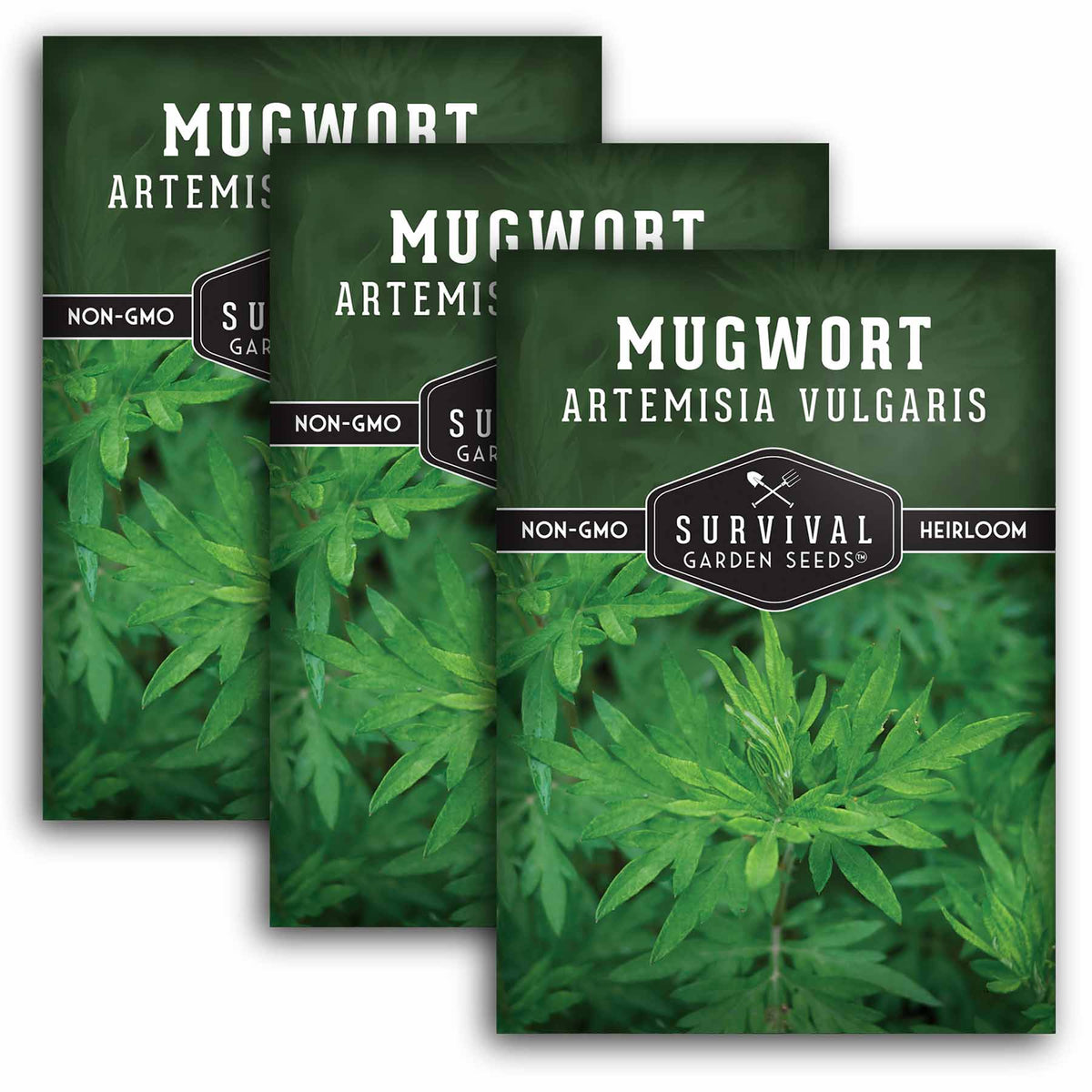 3 packets of Mugwort seeds