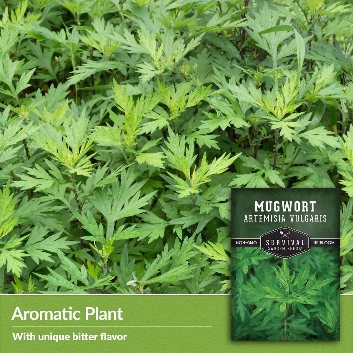 aromatic plant