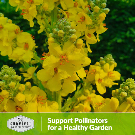 Support pollinators for a healthy garden