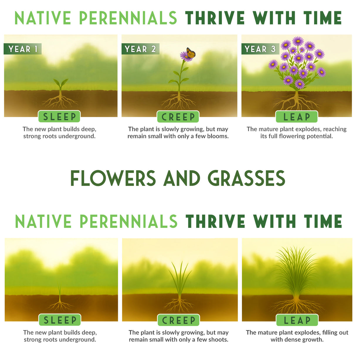 Native Habitat Seed Collection – 24 Native Wildflowers & Grasses for Pollinators, Meadows & Low-Maintenance Landscapes