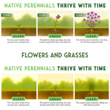 Native Habitat Seed Collection – 24 Native Wildflowers & Grasses for Pollinators, Meadows & Low-Maintenance Landscapes