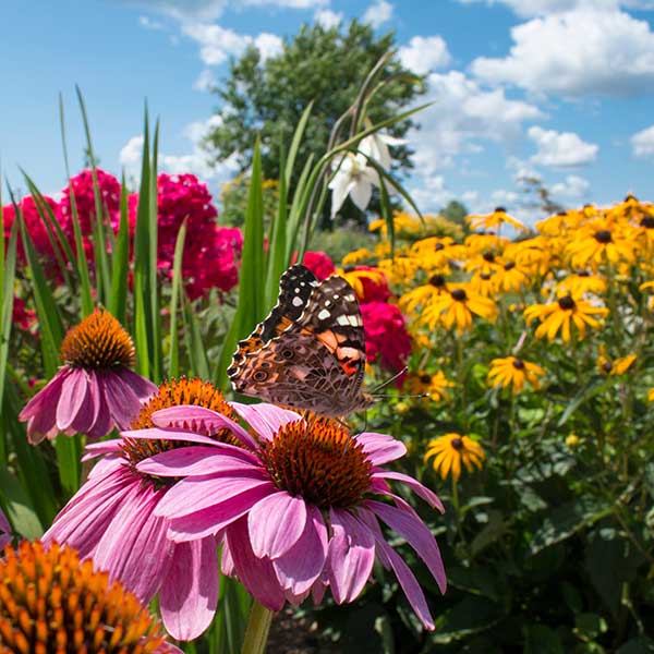 Flower Seed Packets – SurvivalGardenSeeds
