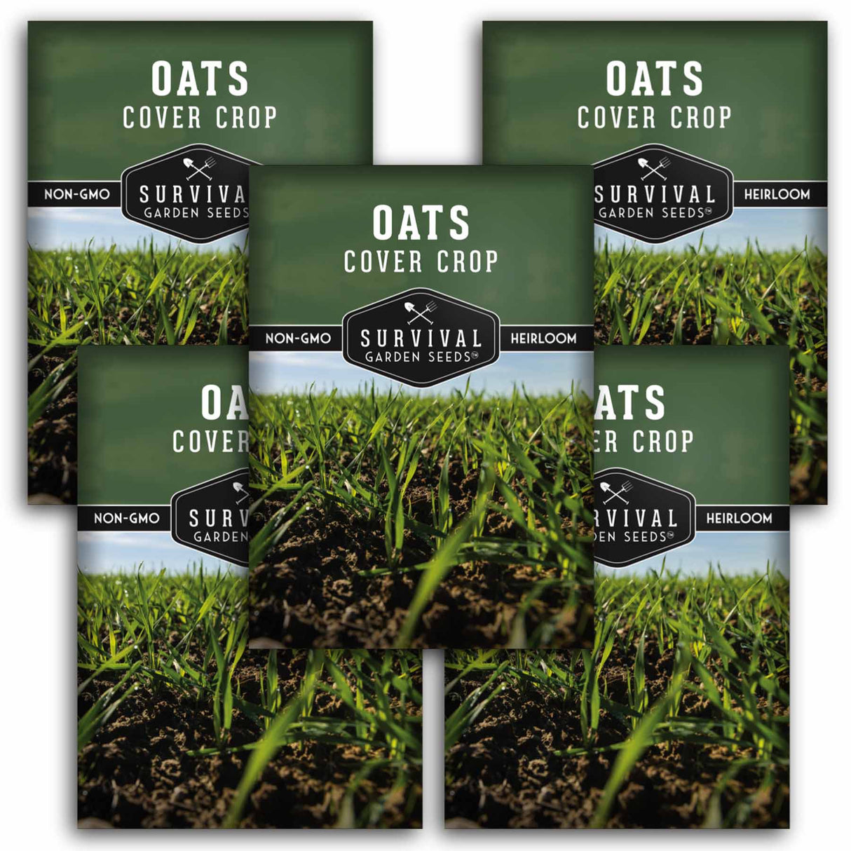 5 packets of Oat seeds