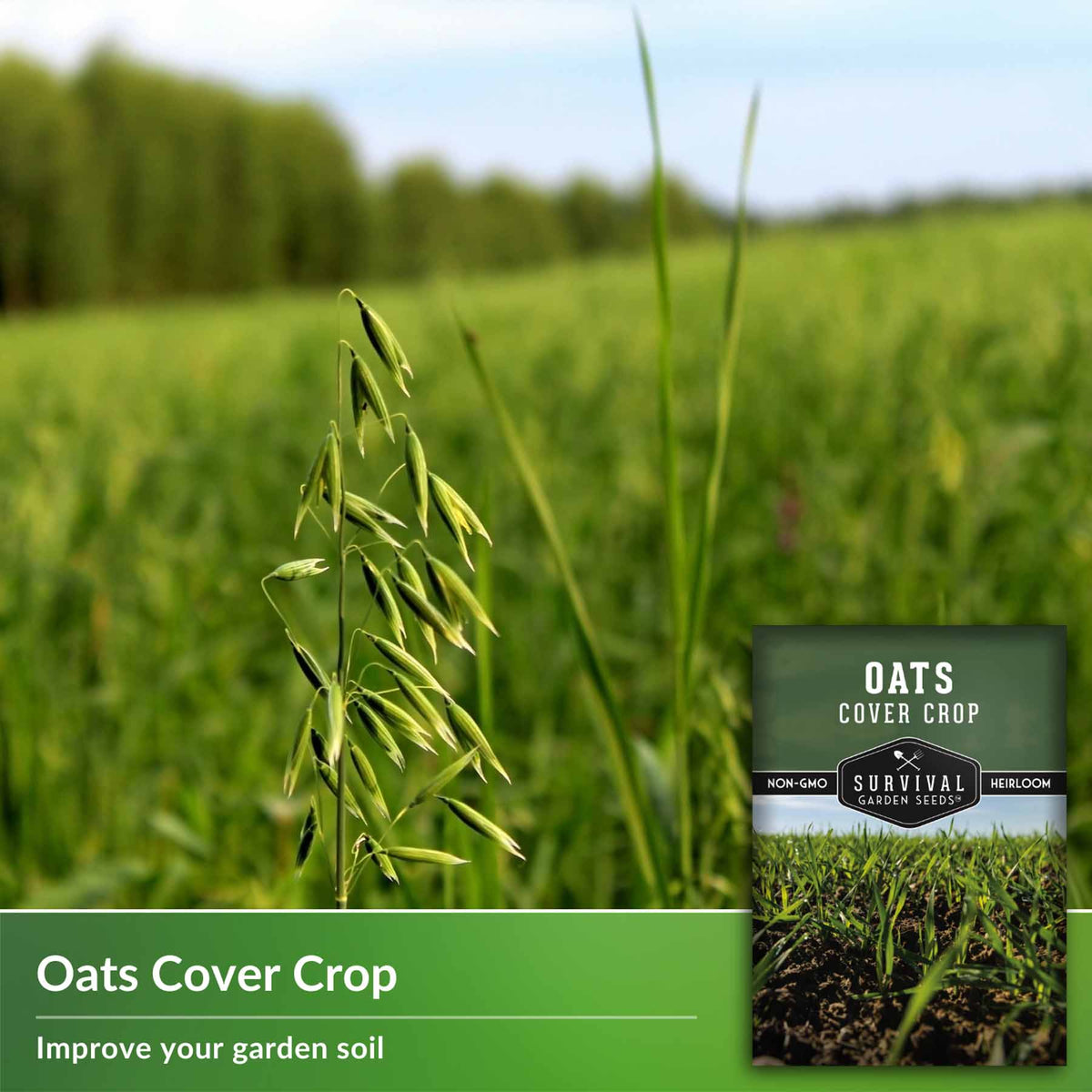 oats cover crop