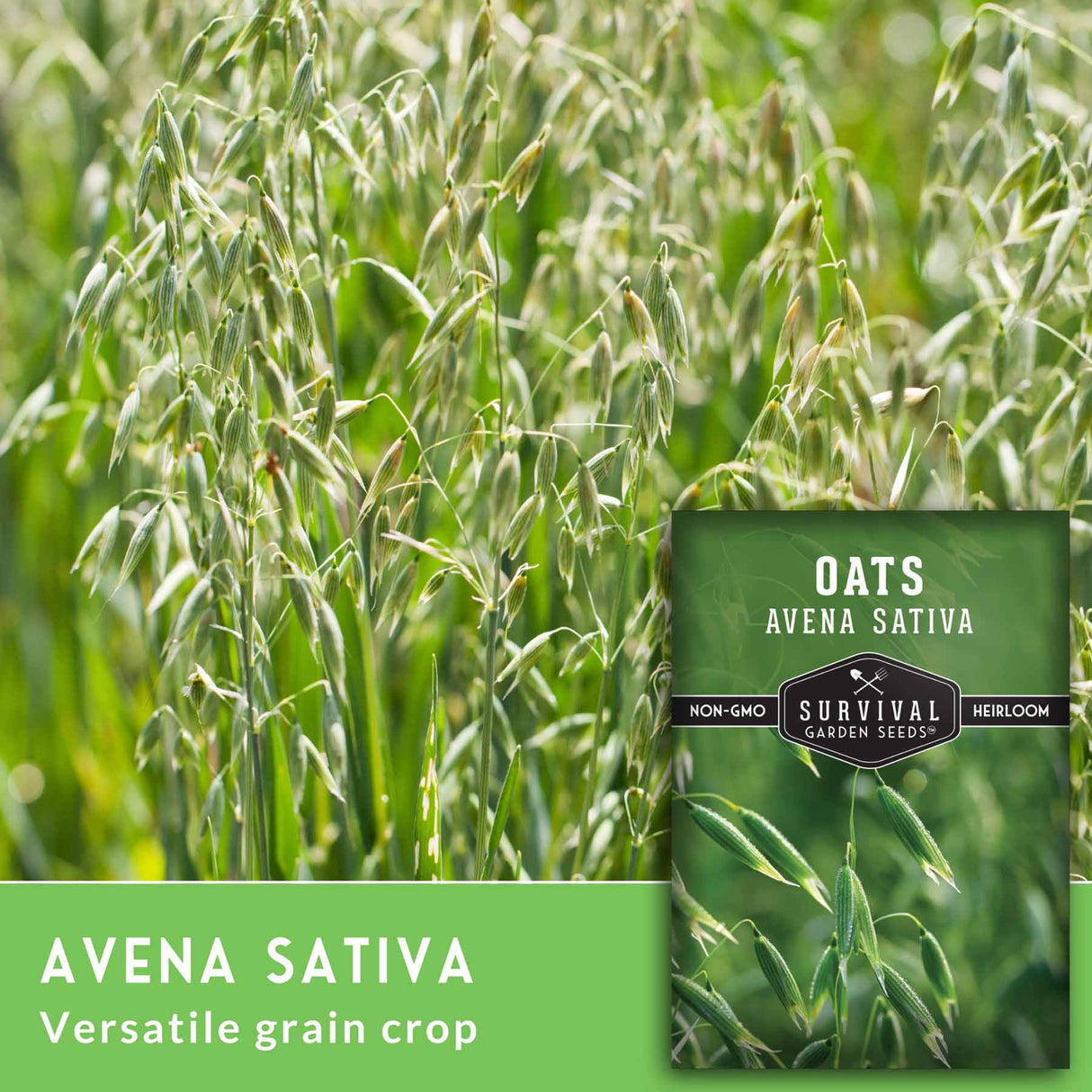 Avena Sativa - versatile grain crop