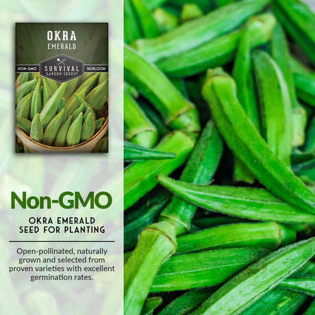 Non-GMO okra seeds