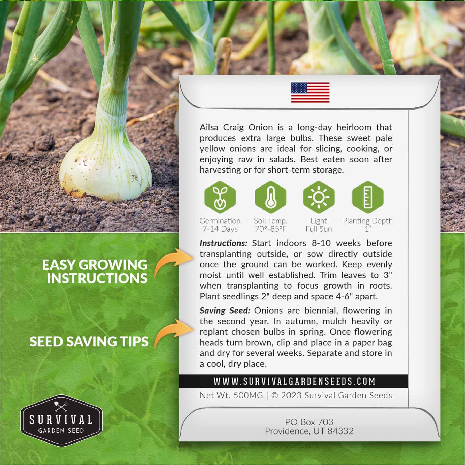 Ailsa Craig Onion – Heirloom Long-Day – SurvivalGardenSeeds