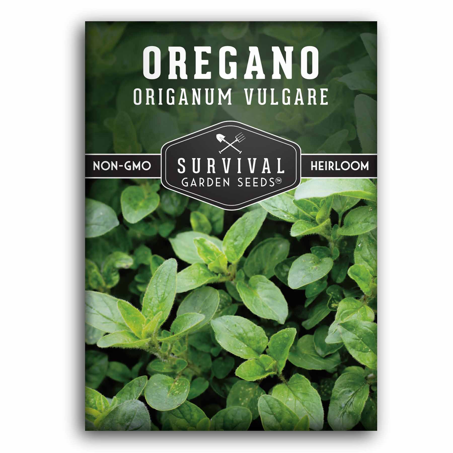 Oregano Seed for Planting