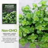 Non-GMO oregano seeds