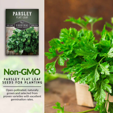 Non_GMO Parsley seeds