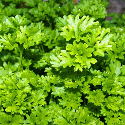 Flat Leaf Parsley