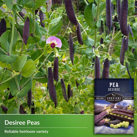 Desiree peas are a reliable heirloom variety