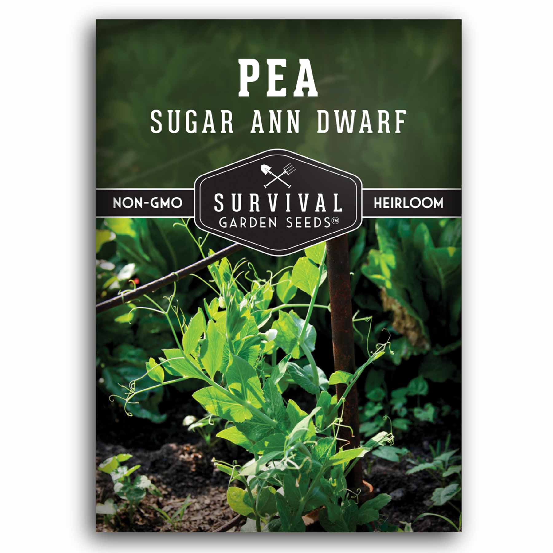 1 packet of Sugar Ann Dwarf Pea seeds