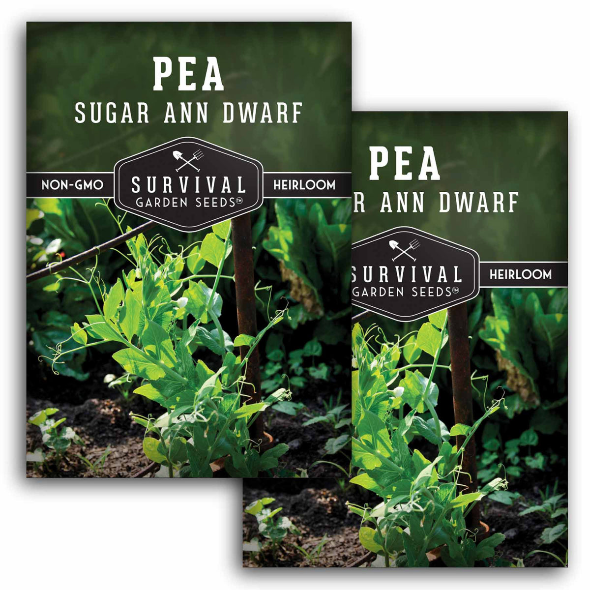 2 packet of Sugar Ann Dwarf Pea seeds