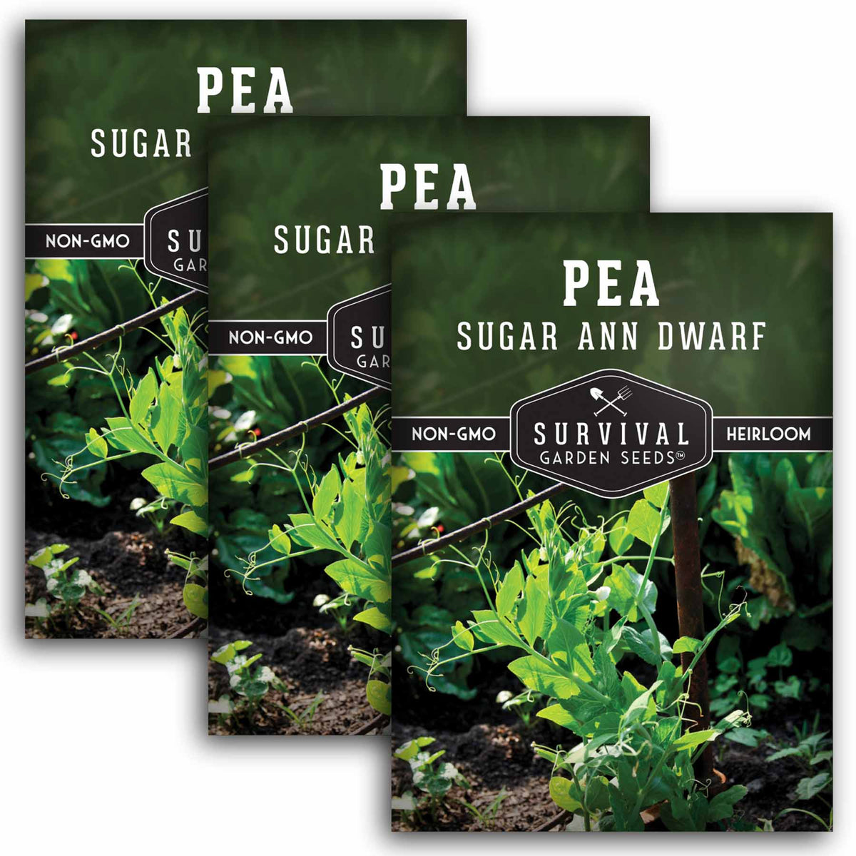3 packet of Sugar Ann Dwarf Pea seeds