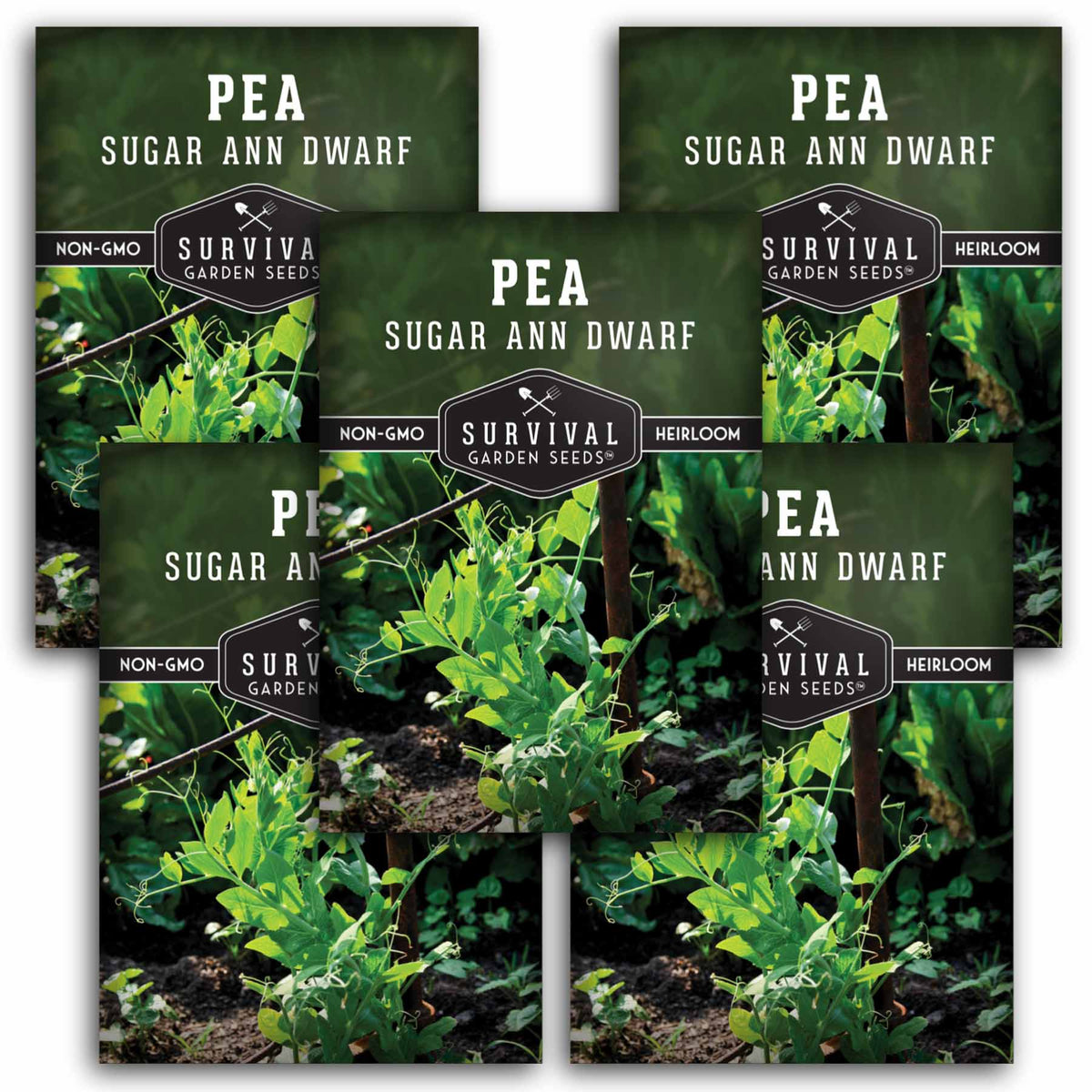 5 packet of Sugar Ann Dwarf Pea seeds