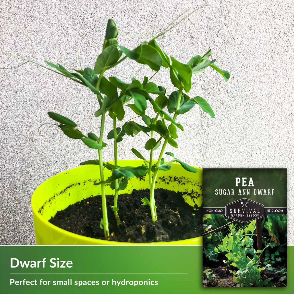 Dwarf Size peas
