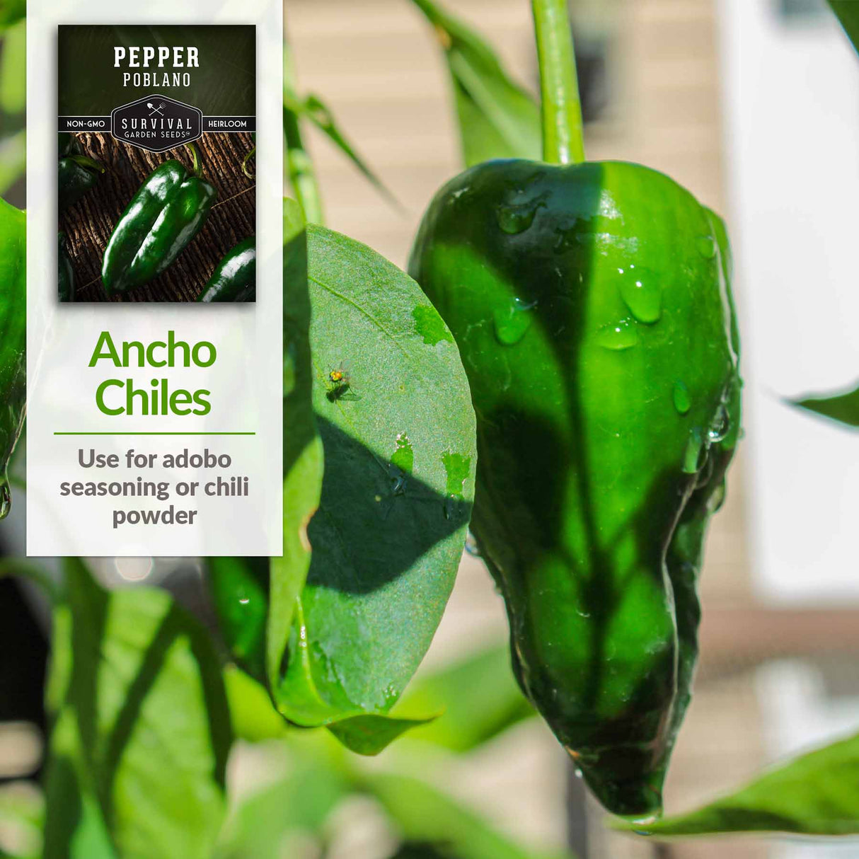 Ancho chiles