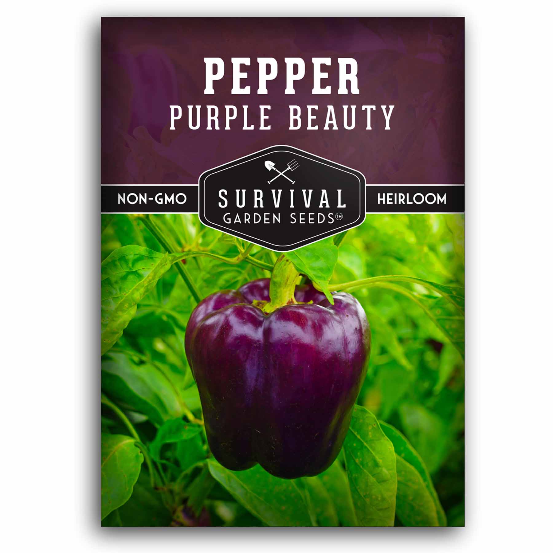 1 packet of Purple Beauty Pepper seeds
