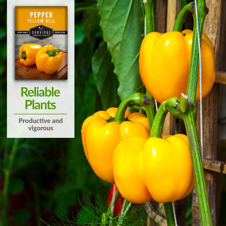 reliable plants - productive & vigorous