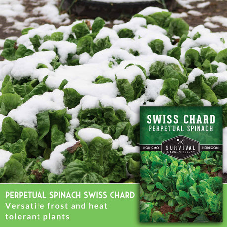 Perpetual Spinach Swiss Chard - versatile frost and heat tolerant plants