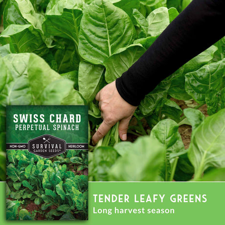 Tender Leafy Greens - long harvest season