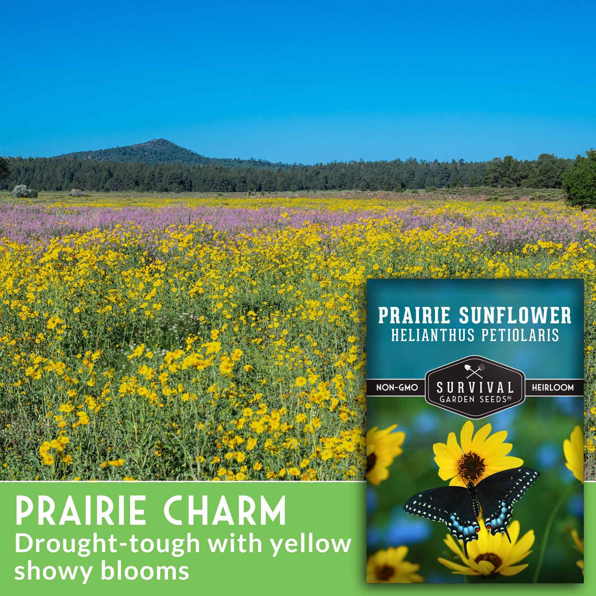 Field of yellow prairie sunflowers with a seed packet overlay