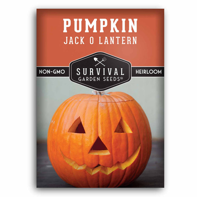 Jack O Lantern Pumpkin seeds