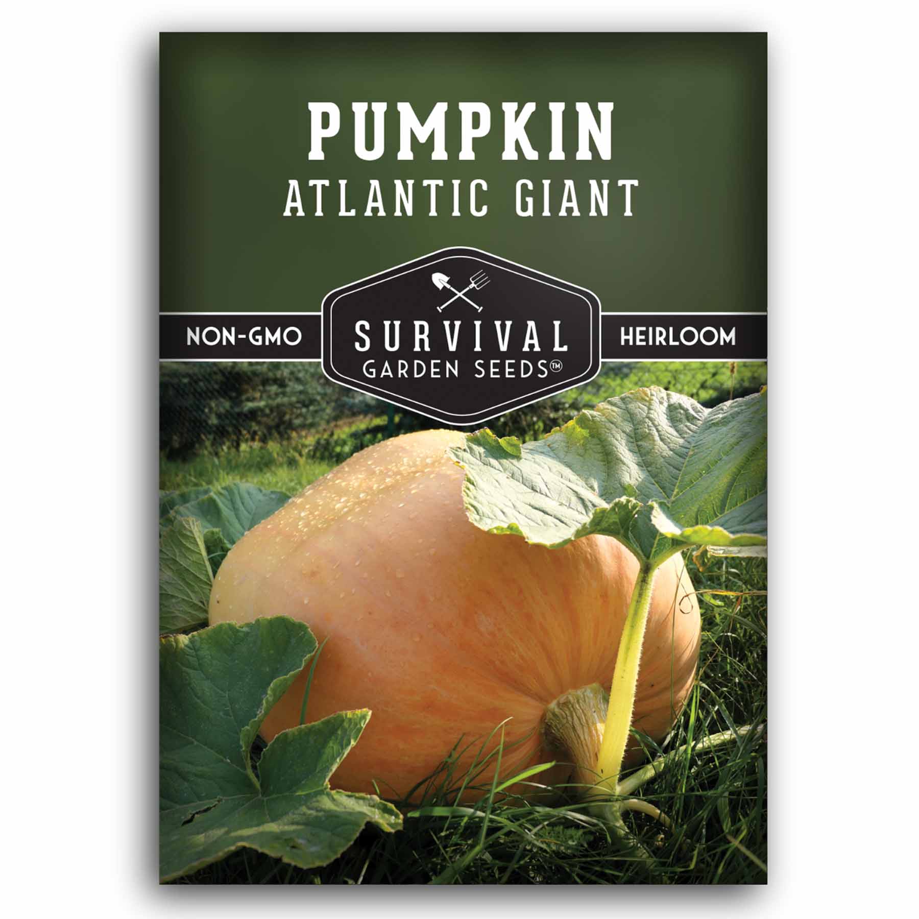 Atlantic Giant Pumpkin Heirloom Seeds – SurvivalGardenSeeds