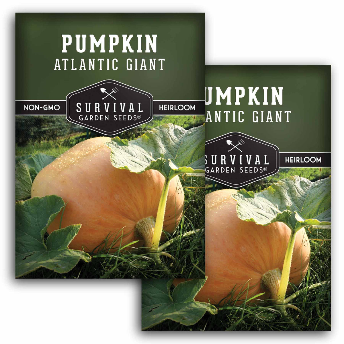 2 packets of Atlantic Giant Pumpkin seeds