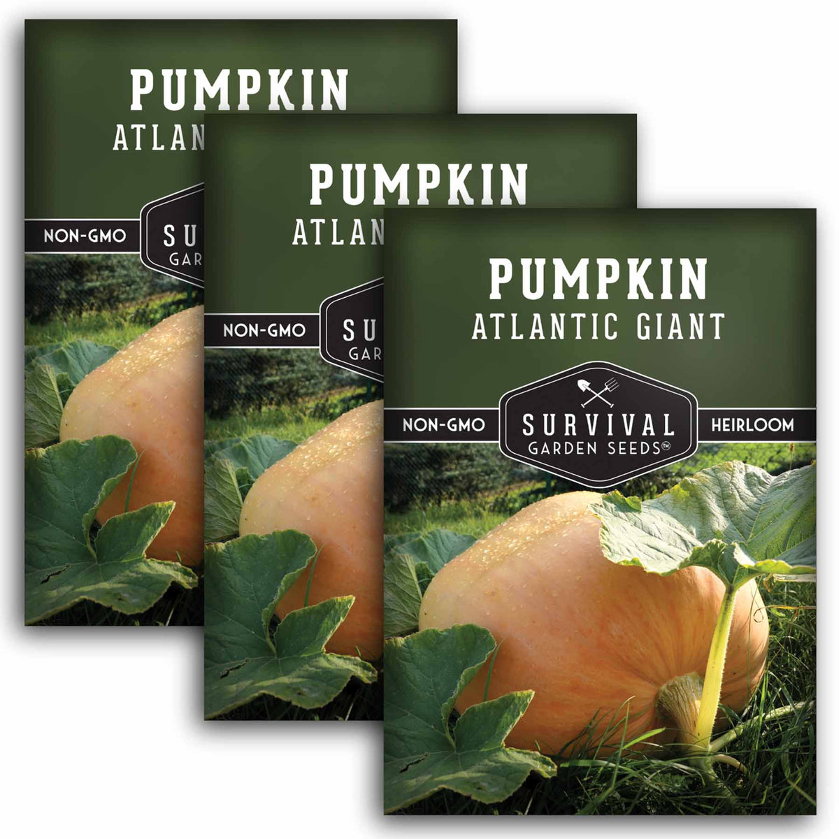 3 packets of Atlantic Giant Pumpkin seeds