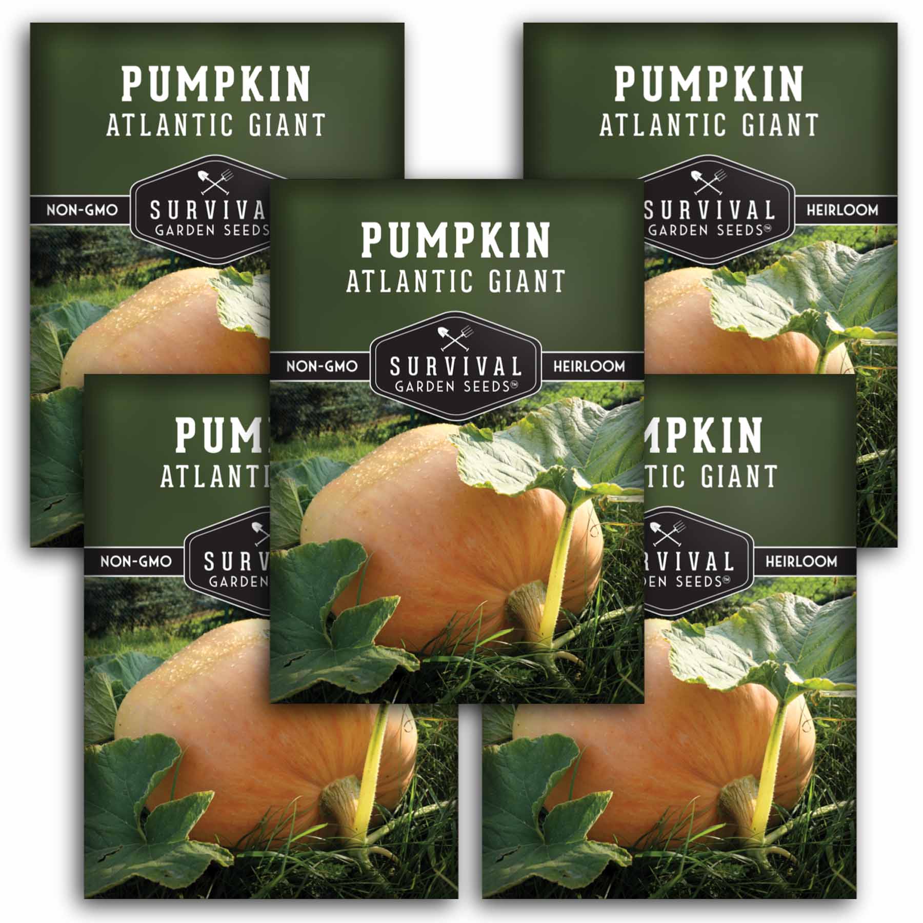 Atlantic Giant Pumpkin Heirloom Seeds – SurvivalGardenSeeds