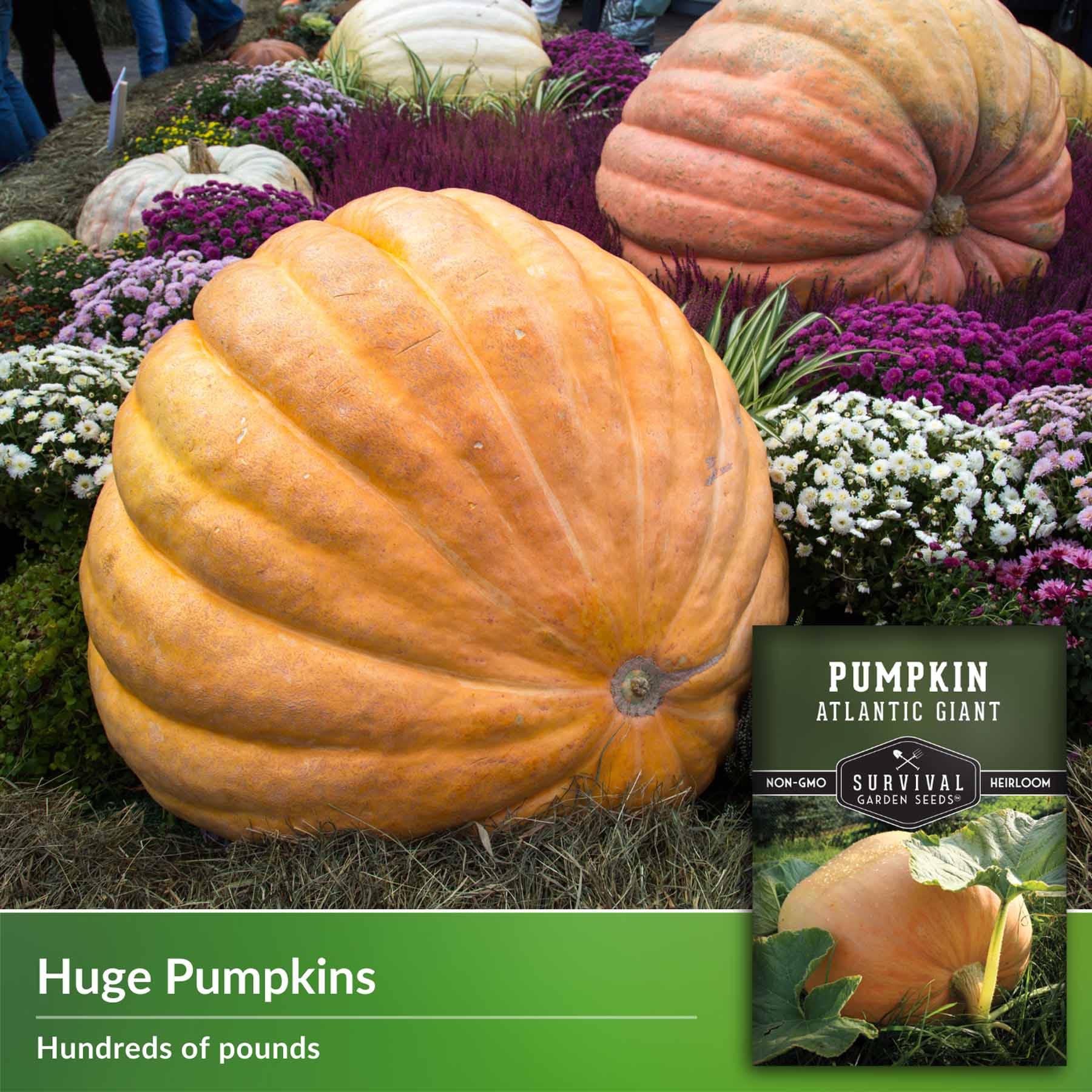 Atlantic Giant Pumpkin Heirloom Seeds – SurvivalGardenSeeds