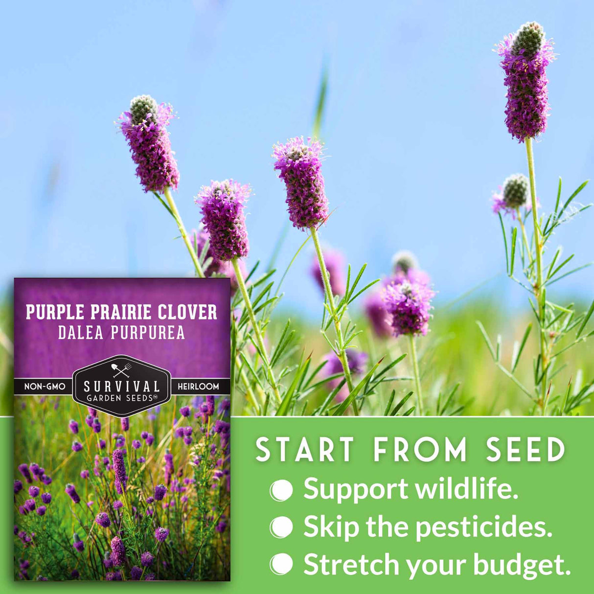 Purple prairie clover seed packet with flowers in the background