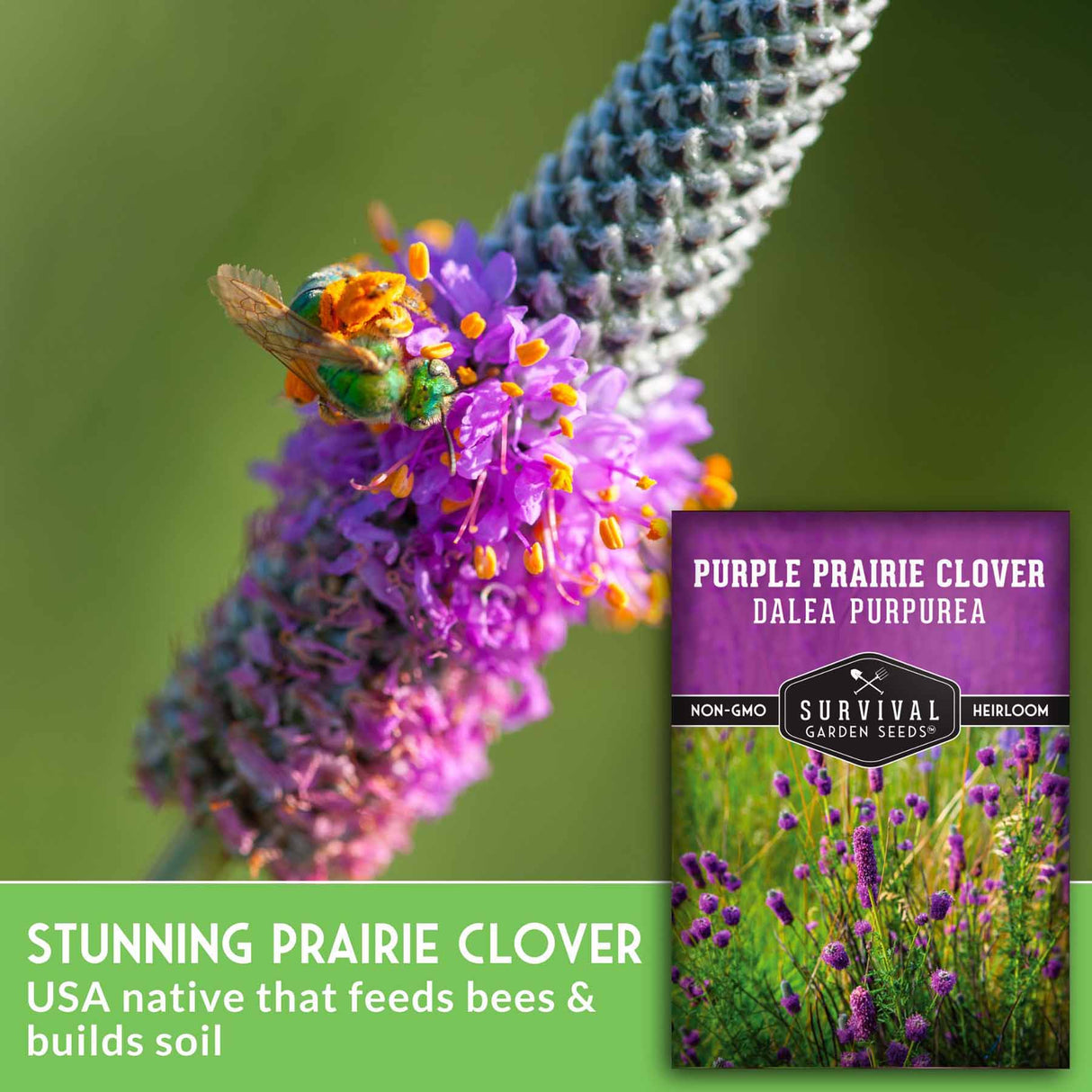 Purple prairie clover with a bee and a seed packet labeled 'Purple Prairie Clover' on a green background.