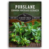 1 packet of Purslane seeds