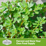 Harvest and store your own food supply