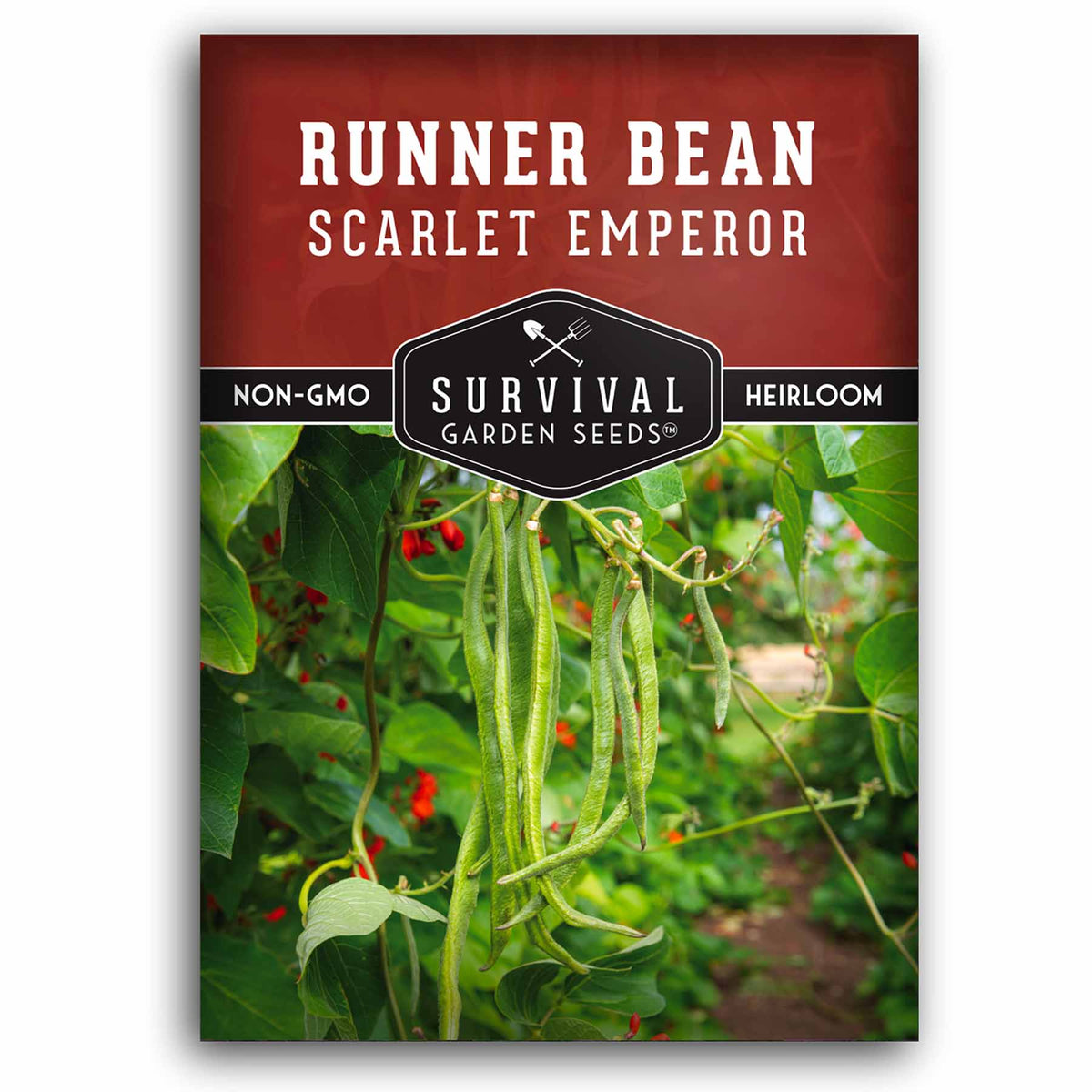 1 packet of Scarlet Runner Bean seeds