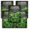 5 Packets of Cilantro Seeds