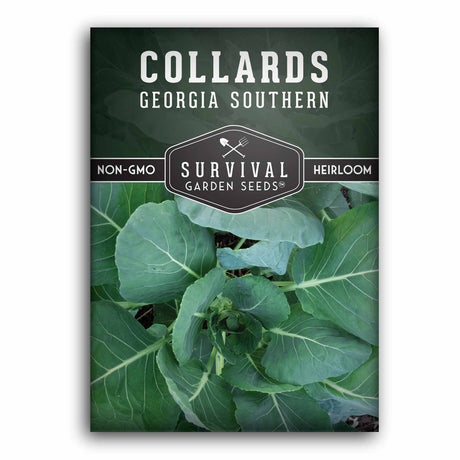 1 Packet of Georgia Southern Collards seeds