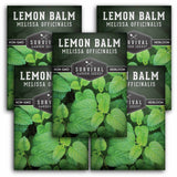 5 Packets of Lemon Balm seeds