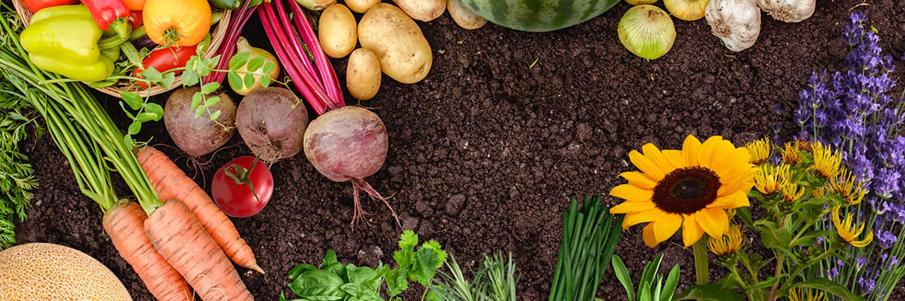 Non-GMO Heirloom Seeds for Your Survival