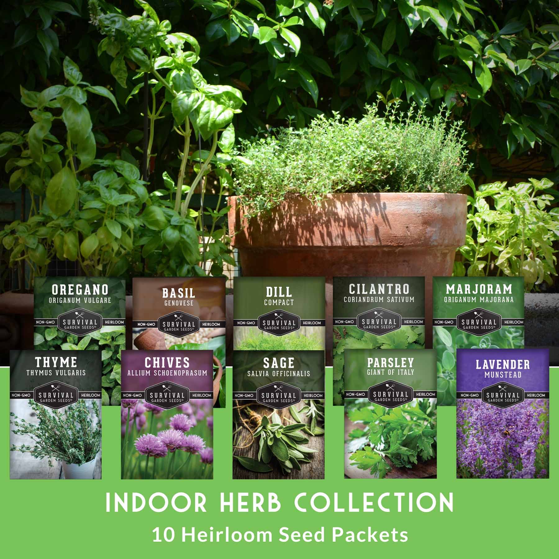 Herb Seeds 10 Variety Pack | Culinary – SurvivalGardenSeeds