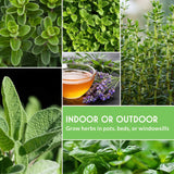 various herbs with text that says indoor or outdoor