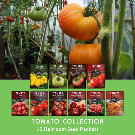 Collection of tomato seed packets with a greenhouse background
