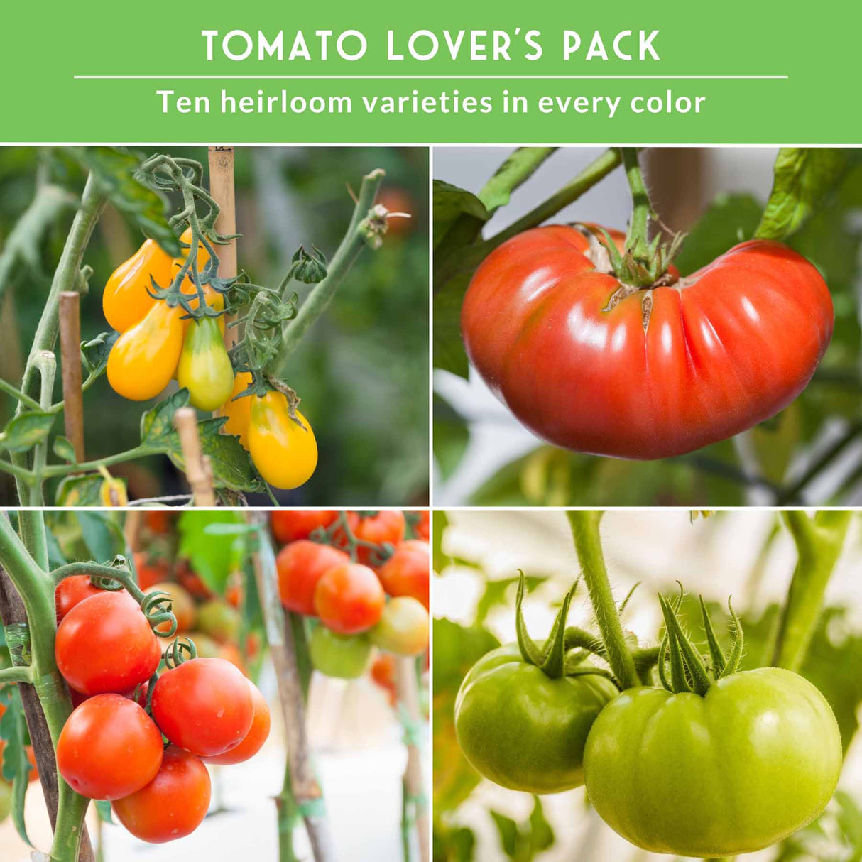 Collage of tomatoes in various colors with text 'Tomato Lover's Pack' on a green background.